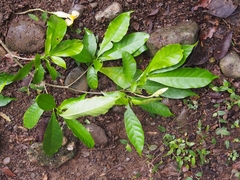 Tabernaemontana robinsonii