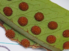 Serpocaulon triseriale