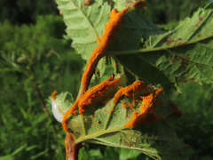 Triphragmium ulmariae