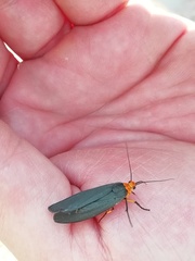 Gnamptonychia ventralis