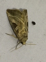 Eucarta virgo