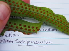 Serpocaulon triseriale