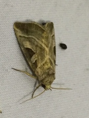 Eucarta virgo