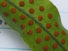 Serpocaulon triseriale