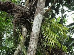 Epidendrum cristatum