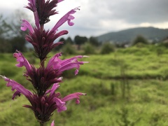 Agastache mexicana