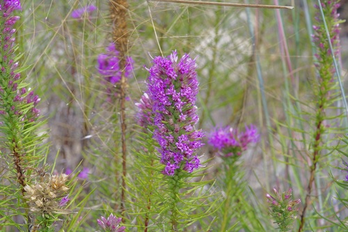 Image of Liatris glandulosa by (c) Michelle W. （鍾偉瑋）, some rights reserved (CC BY)