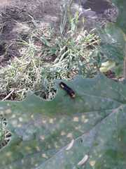 Scolia erythrocephala