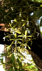 Epidendrum cristatum