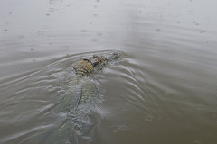 Melanosuchus niger