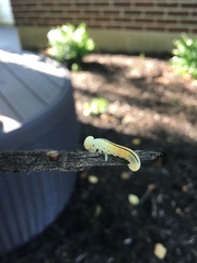 Cimbicidae