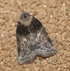 Garella