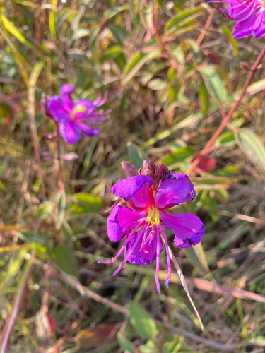 Chimanimani Dissotis