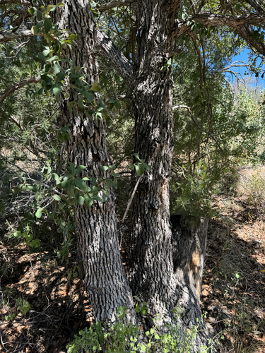 Image of Quercus oblongifolia by (c) CK2AZ, some rights reserved (CC BY)