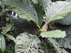 Pentagonia donnell-smithii