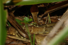Bothrops atrox