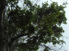 Pterocarpus rohrii