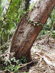 Pterocarpus rohrii