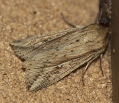 Mythimna decisissima