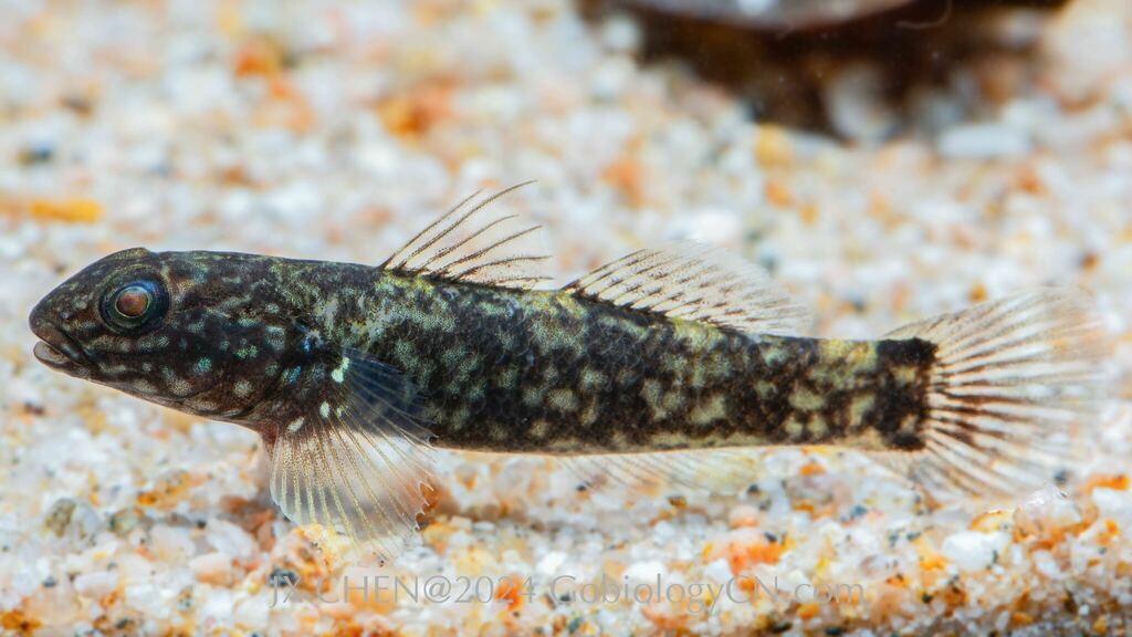 Onepore goby (Papuligobius uniporus) — Gobiidae