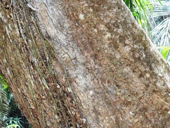Pterocarpus rohrii
