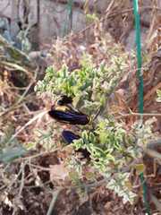 Scolia erythrocephala