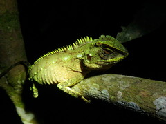 Enyalioides oshaughnessyi