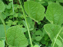 Aristolochia foetida