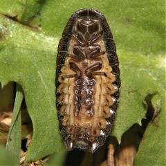 Lamprohiza splendidula