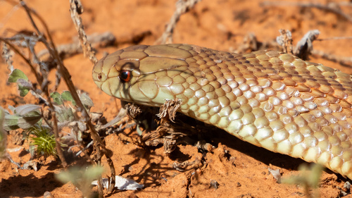 Mulga Snake sighting