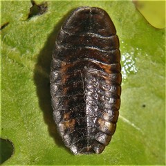 Lamprohiza splendidula