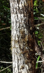 Calophyllum brasiliense