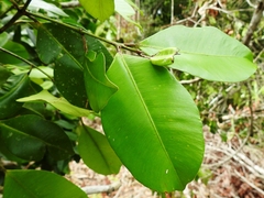 Calophyllum brasiliense