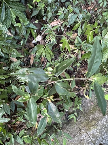 Commelina paludosa (Commelina paludosa)