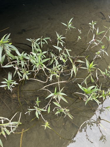 Hygrophila corymbosa observed 2024-09-14