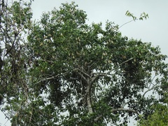 Aspidosperma cruentum