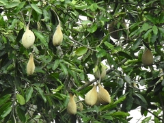 Aspidosperma cruentum