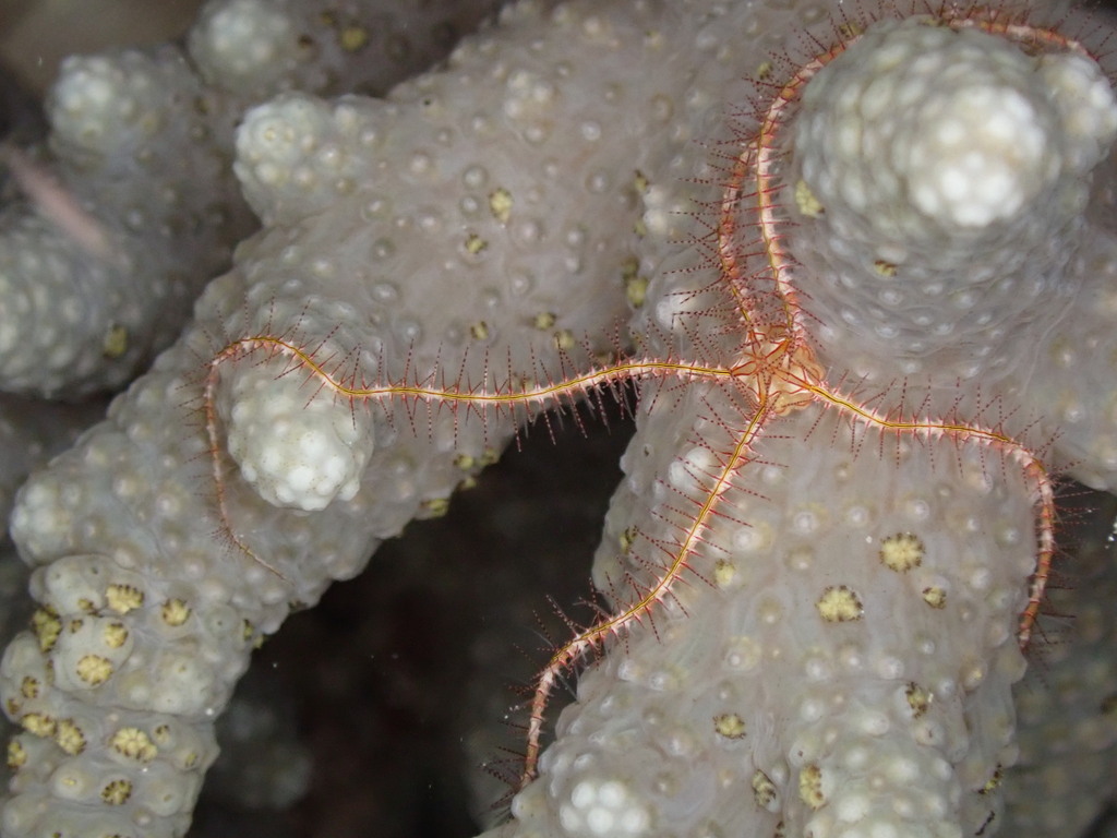 Ophiothrix purpurea