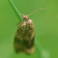 Syricoris lacunana