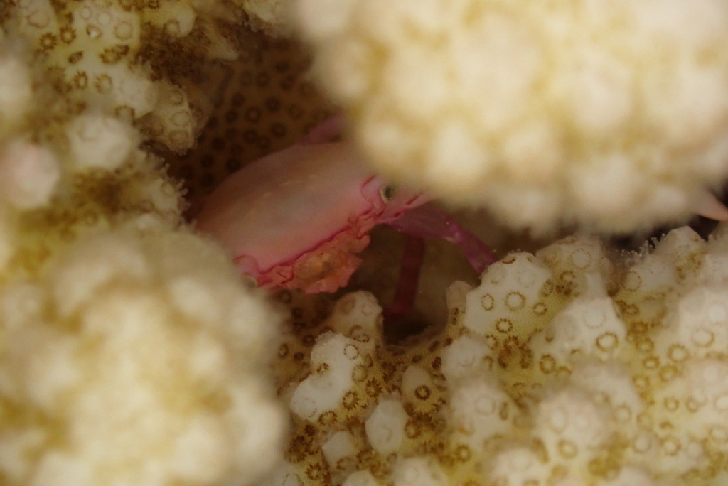 Serene's Guard Crab