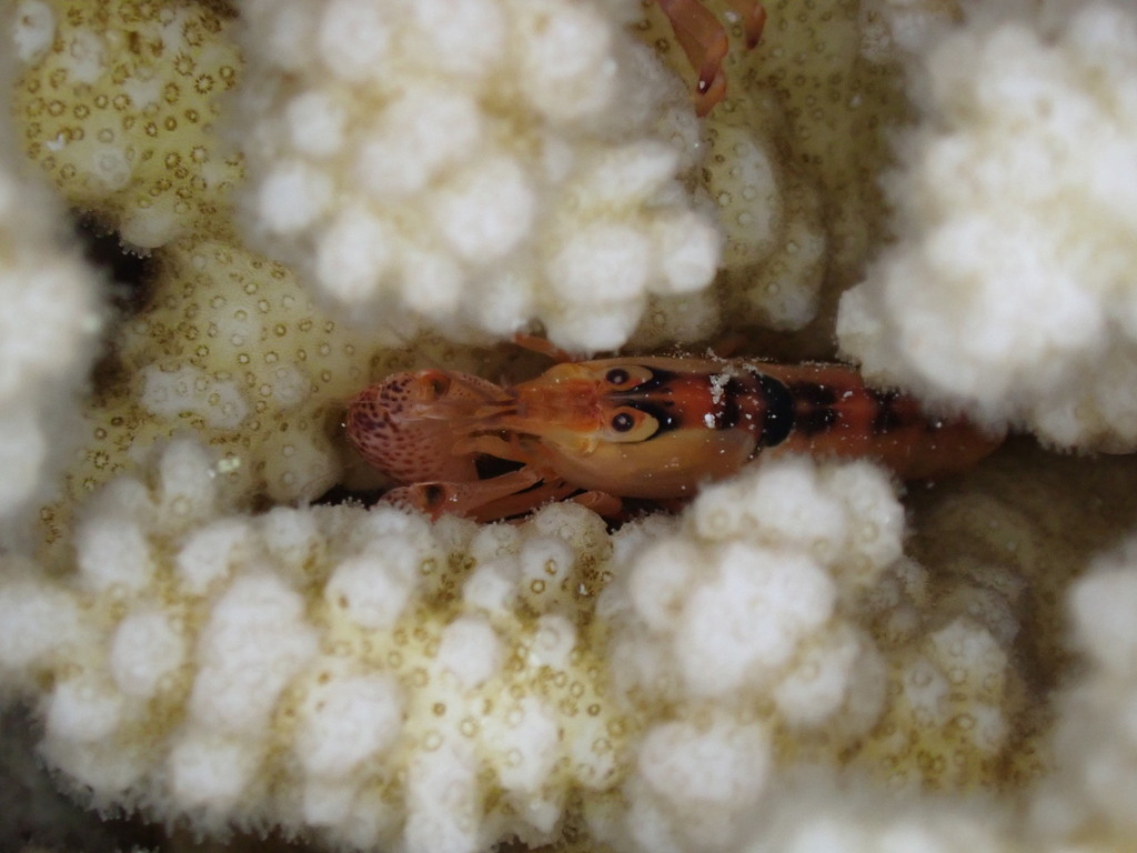 Coral snapping shrimp