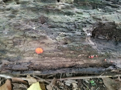 Crepidotus cinnabarinus