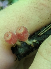 Microstoma floccosum