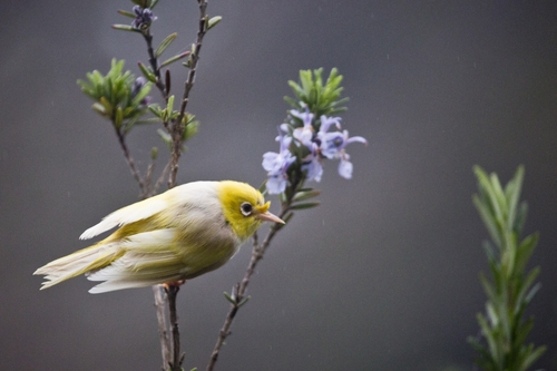 Silvereye, Oropi 3173, New Zealand, photo 10 of 10