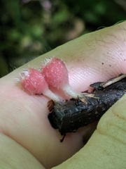 Microstoma floccosum