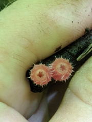 Microstoma floccosum