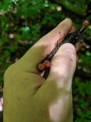 Microstoma floccosum