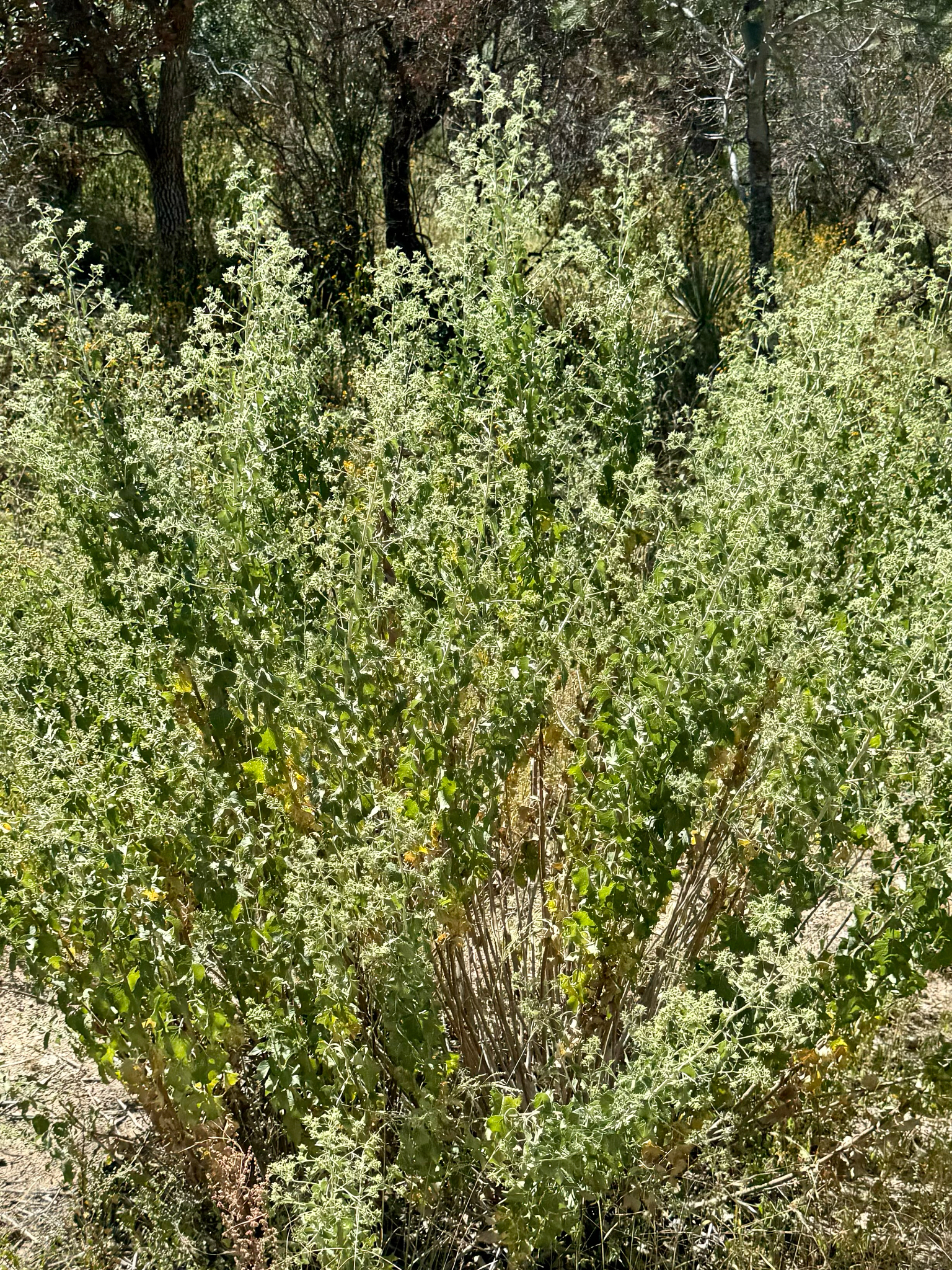 Brickellia floribunda