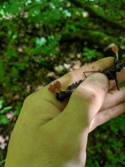 Microstoma floccosum