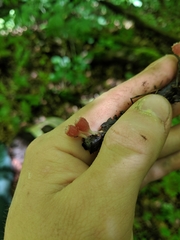 Microstoma floccosum